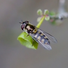 Simosyrphus grandicornis (Common hover fly) at Florey, ACT - 3 Oct 2023 by KorinneM