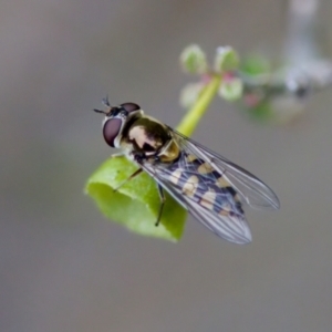 Simosyrphus grandicornis at Florey, ACT - 3 Oct 2023