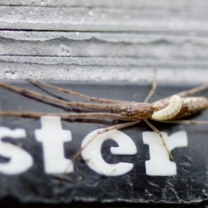 Tetragnatha sp. (genus) at Florey, ACT - 3 Oct 2023