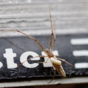 Tetragnatha sp. (genus) at Florey, ACT - 3 Oct 2023