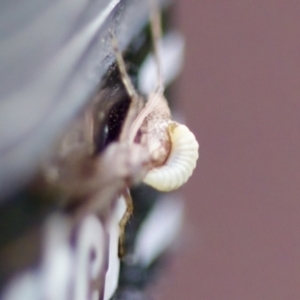 Ichneumonidae (family) at Florey, ACT - 3 Oct 2023