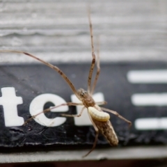 Ichneumonidae (family) at Florey, ACT - suppressed