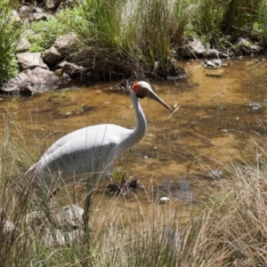 Grus rubicunda at Paddys River, ACT - 8 Nov 2015 02:14 PM