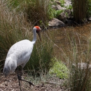 Grus rubicunda at Paddys River, ACT - 8 Nov 2015 02:14 PM