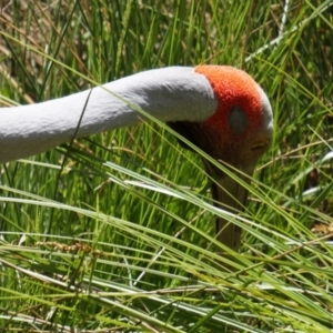 Grus rubicunda at Paddys River, ACT - 8 Nov 2015 02:14 PM