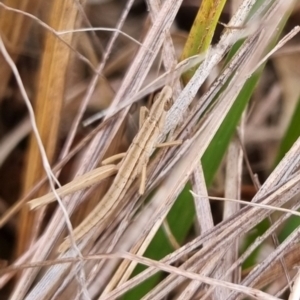 Keyacris scurra at Bungendore, NSW - suppressed