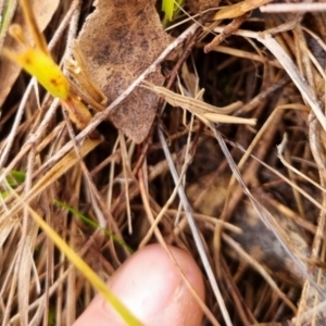 Keyacris scurra at Bungendore, NSW - 9 Jul 2024