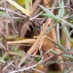 Keyacris scurra at Bungendore, NSW - 9 Jul 2024