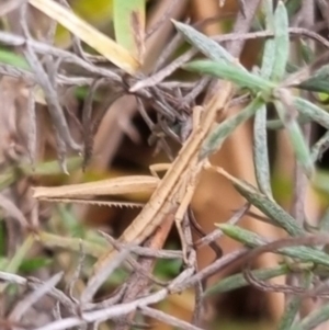 Keyacris scurra at Bungendore, NSW - 9 Jul 2024