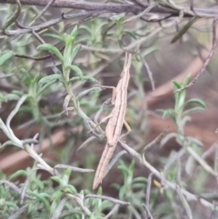 Keyacris scurra at Bungendore, NSW - 9 Jul 2024