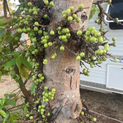 Ficus sp. at Larrimah, NT - 9 Jul 2024 by Travlingwilsons