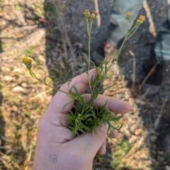 Senecio madagascariensis (Madagascan Fireweed, Fireweed) at Holt, ACT - 9 Jul 2024 by JP95