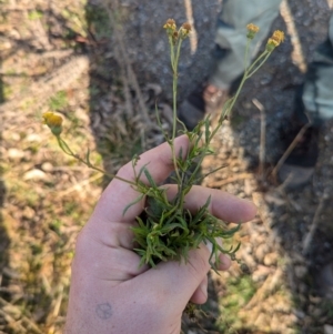 Senecio madagascariensis at Holt, ACT - 10 Jul 2024 09:14 AM