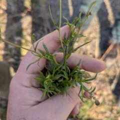 Senecio madagascariensis at Holt, ACT - 10 Jul 2024 09:14 AM