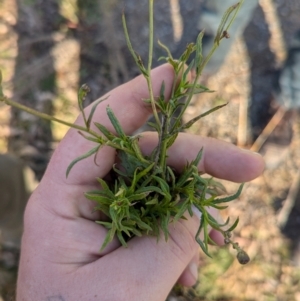 Senecio madagascariensis at Holt, ACT - 10 Jul 2024