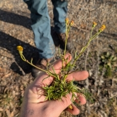 Senecio madagascariensis at Holt, ACT - 10 Jul 2024 09:14 AM