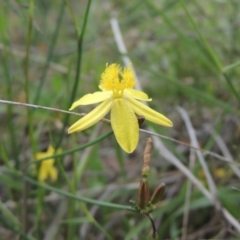 Tricoryne elatior (Yellow Rush Lily) at Conder, ACT - 7 Jan 2024 by michaelb