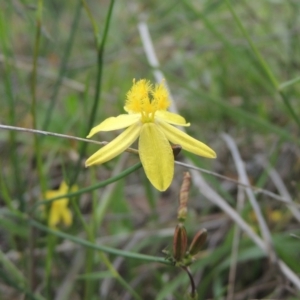 Tricoryne elatior at Conder, ACT - 7 Jan 2024