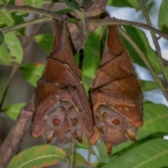 Nyctimene robinsoni (Eastern Tube-nosed Bat) at Smithfield, QLD - 25 Aug 2020 by MichaelBedingfield