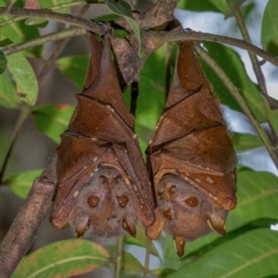 Nyctimene robinsoni (Eastern Tube-nosed Bat) at Smithfield, QLD - 25 Aug 2020 by michaelb