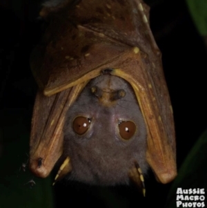 Nyctimene robinsoni at Smithfield, QLD - 25 Aug 2020 12:00 PM