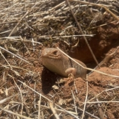 Tiliqua adelaidensis (Pygmy Blue-tongue) at Clinton, SA - 17 Mar 2023 by michaelb