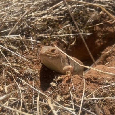 Tiliqua adelaidensis (Pygmy Blue-tongue) by MichaelBedingfield