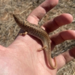 Tiliqua adelaidensis at suppressed - suppressed