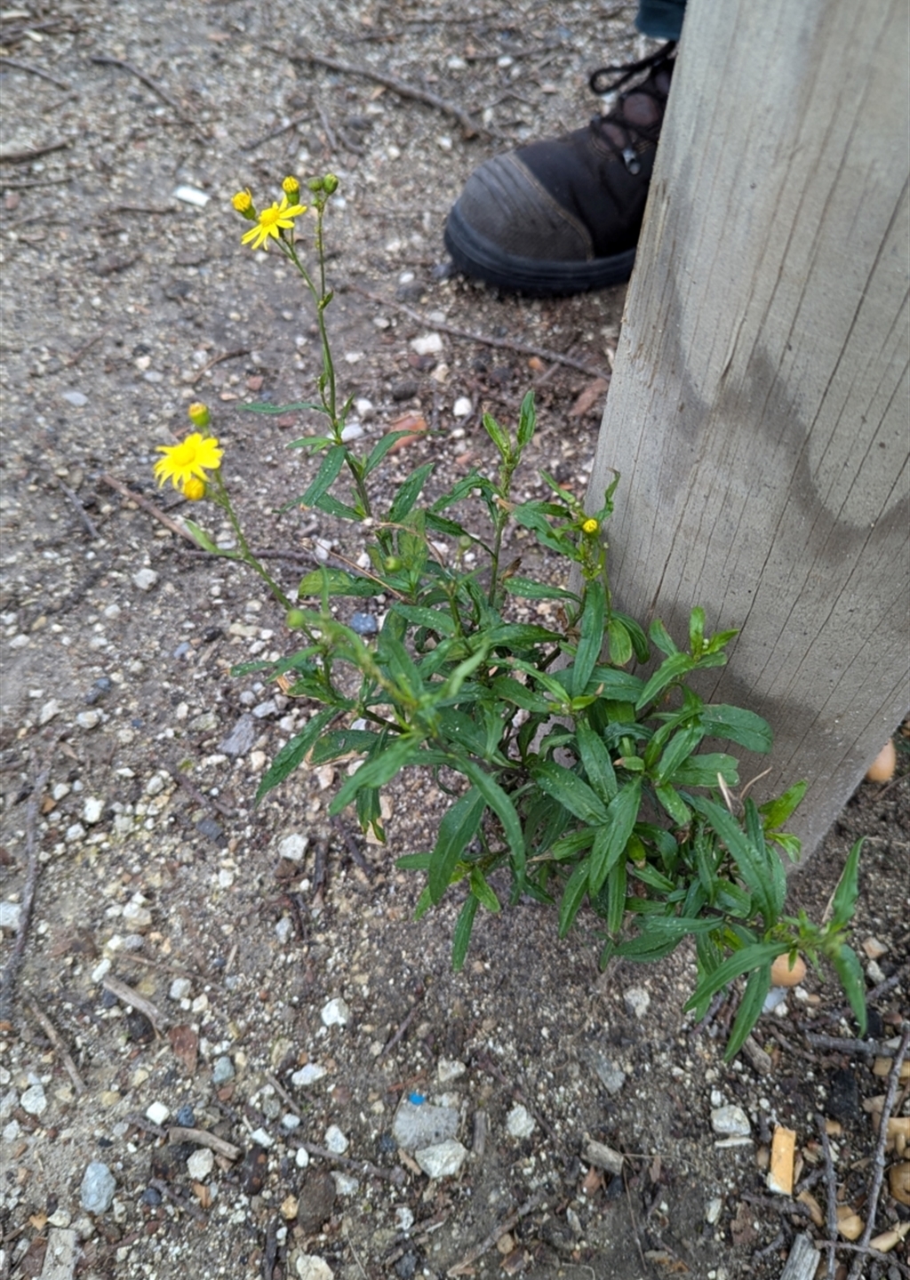 Senecio madagascariensis at Braddon, ACT - Canberra & Southern Tablelands