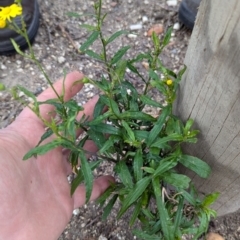 Senecio madagascariensis at Braddon, ACT - 10 Jul 2024