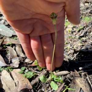 Pterostylis concinna at Allworth, NSW - suppressed