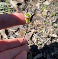 Pterostylis concinna at Allworth, NSW - suppressed