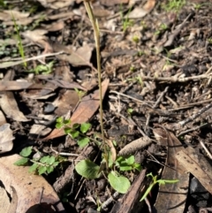 Pterostylis concinna at Allworth, NSW - suppressed