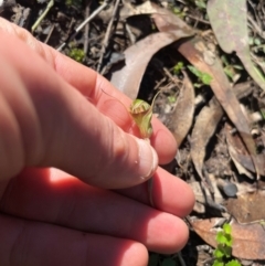 Pterostylis concinna at Allworth, NSW - 10 Jul 2024