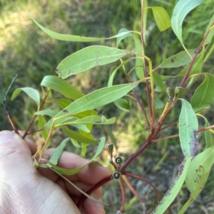 Eucalyptus siderophloia at Allworth, NSW - 10 Jul 2024