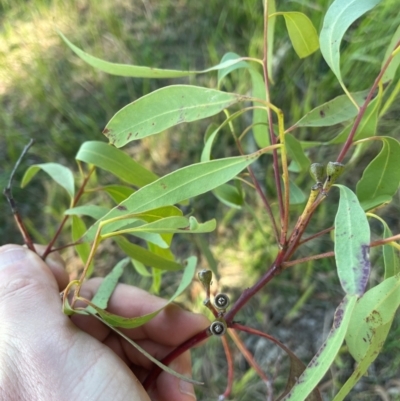 Eucalyptus paniculata at Allworth, NSW - 10 Jul 2024 by STJ