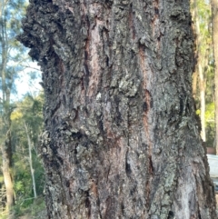 Eucalyptus siderophloia at Allworth, NSW - 10 Jul 2024