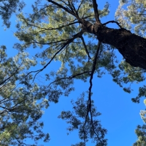 Eucalyptus siderophloia at Allworth, NSW - 10 Jul 2024