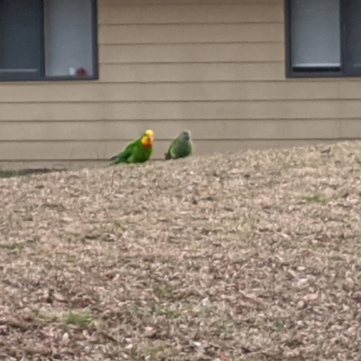 Polytelis swainsonii (Superb Parrot) at Wanniassa, ACT - 10 Jul 2024 by ExcitedEcologist