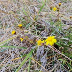 Senecio madagascariensis at Jerrabomberra, ACT - 10 Jul 2024