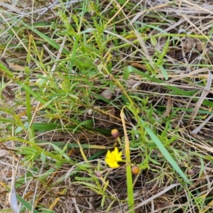 Senecio madagascariensis at Jerrabomberra, ACT - 10 Jul 2024