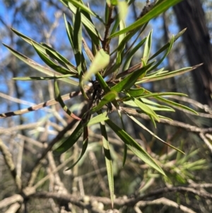 Callistemon linearifolius at Allworth, NSW - 10 Jul 2024