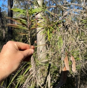 Callistemon linearifolius at Allworth, NSW - 10 Jul 2024