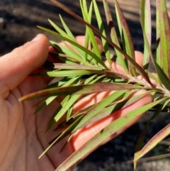 Callistemon linearifolius at Allworth, NSW - suppressed