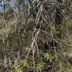 Callistemon linearifolius at Allworth, NSW - suppressed