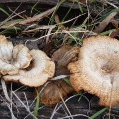 Lentinus fasciatus (Hairy Trumpet) at Hall, ACT - 10 Jul 2024 by Anna123