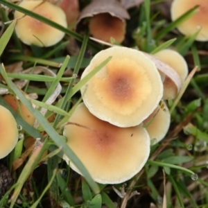 Hypholoma sp. at Hall, ACT - 10 Jul 2024