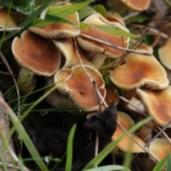 Hypholoma sp. at Hall, ACT - 10 Jul 2024