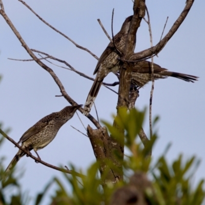 Anthochaera chrysoptera (Little Wattlebird) at Lake Innes, NSW - 9 Jun 2024 by KorinneM