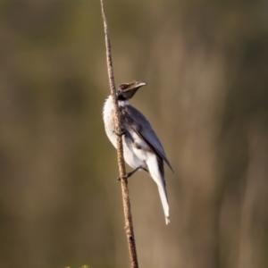Philemon corniculatus (Noisy Friarbird) at Lake Innes, NSW by KorinneM